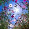 514flower